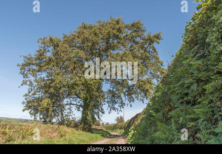 Acorn laden English Oak Quercus / arbre en haie contre ciel bleu d'automne. Dans un chemin de campagne, en fait une voie de Cornwall avec des banques. Banque D'Images