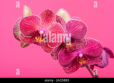 Moth orchid fleurs sur un fond rose. Banque D'Images