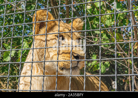 Jeune lionne derrière la clôture au zoo. Close-up portrait Banque D'Images