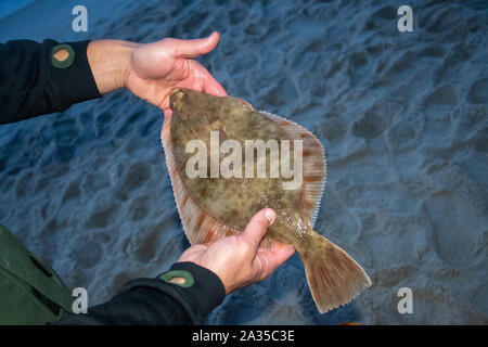 Flet Platichthys flesus ou européenne, de poissons plats dans les mains d'un pêcheur sur la rive, la pêche de nuit Banque D'Images