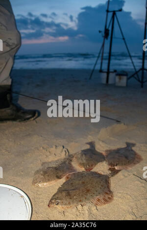 Flet Platichthys flesus ou européenne, de poissons plats sur la rive sablonneuse, verticale, pêche de nuit Banque D'Images