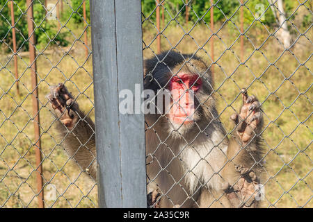 Macaque japonais adultes dans le zoo dans une cage Banque D'Images