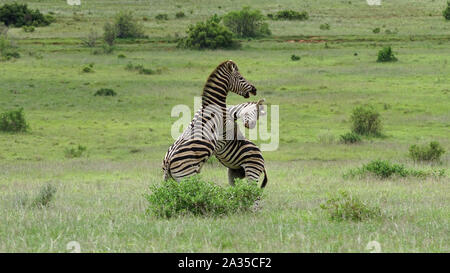 La lutte contre les zèbres sur champ vert en Afrique du Sud, l'Addo Elephant Park Banque D'Images