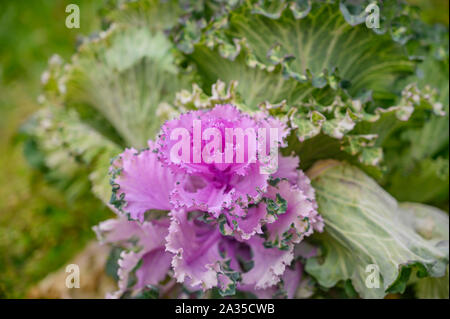 Avec des feuilles de chou décoratives colorées dans des tons vert et violet close-up Banque D'Images