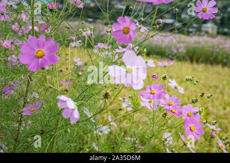 Fleurs roses (Cosmos bipinnatus) à Paro, Bhoutan Banque D'Images