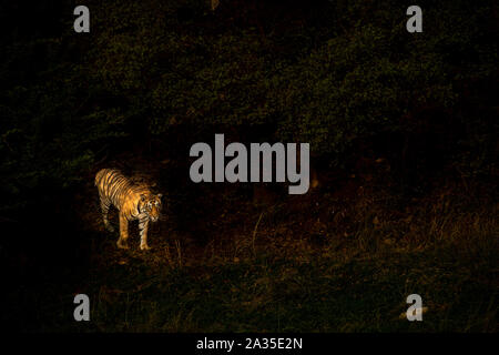 Bengal Tiger mâle droit artistique. Une image abstraite du tigre à corps plein de lumière du soir illuminé étincelait dans l'arrière-plan noir isolé, Ranthambore Banque D'Images