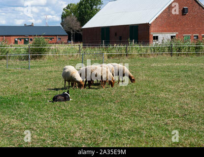 Kieldrecht, Belgique, 1 septembre 2019, berger reste calme lorsque les moutons broutent Banque D'Images