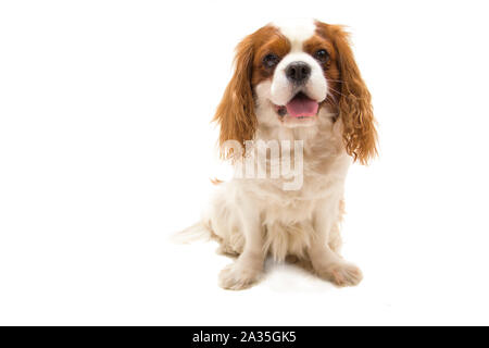 Chien Cavalier King Charles Spaniel sur fond blanc Banque D'Images