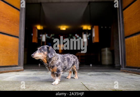 Hambourg, Allemagne. 05 Oct, 2019. 'Emma' dame teckel est debout devant la porte d'entrée de l'église de Jenfeld. Les animaux, y compris Emma, ont été bénis au cours d'un service en face de l'église Sainte Agnès. Axel Heimken Crédit :/dpa/Alamy Live News Banque D'Images