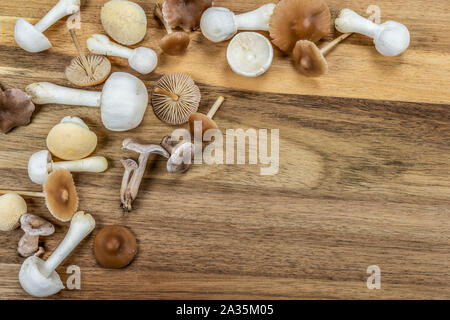 Un groupe de différents champignons vénéneux et comestibles du jardin pelouse. Automne fond. Banque D'Images