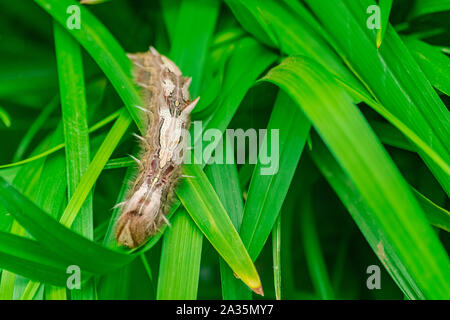 Morpho peleides Caterpillar, sur feuilles vertes Banque D'Images