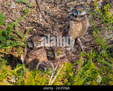 Maman d'une Chevêche des terriers et trois de son bébé owlets peeking out de leur terrier en Floride. Les Chevêches des terriers font leurs nids dans le sol. Banque D'Images