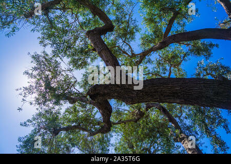 Une silhouette sombre d'un tronc d'arbre sous le ciel bleu. Banque D'Images