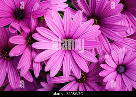 Fleurs rose pourpre - African daisies Osteospermum plantes Banque D'Images