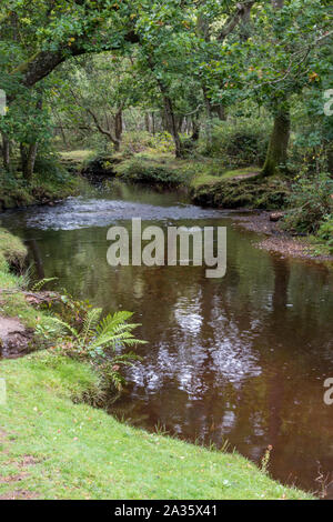 Un bain à vapeur ou petite rivière qui traverse une magnifique forêt dans la new forest dans le Hampshire, au Royaume-Uni. Banque D'Images