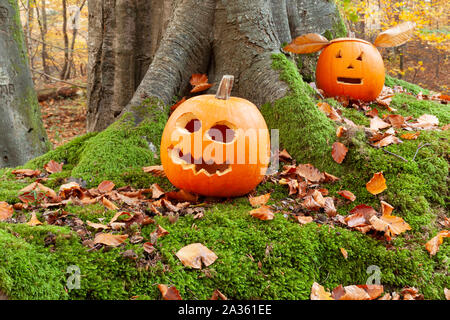 Scary Halloween pumpkins avec Visages, situé dans la forêt en automne Banque D'Images