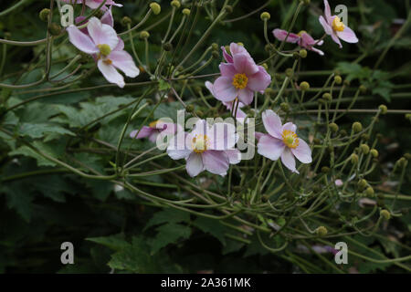 Belle Anemone Hupehensis Japonica fleurs aussi connu comme Rosenschale Banque D'Images