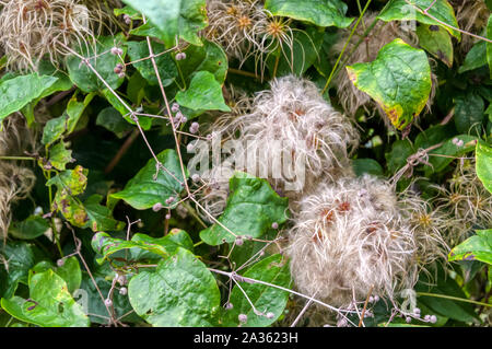 Old Man's Beard, Clematis vitalba. Banque D'Images