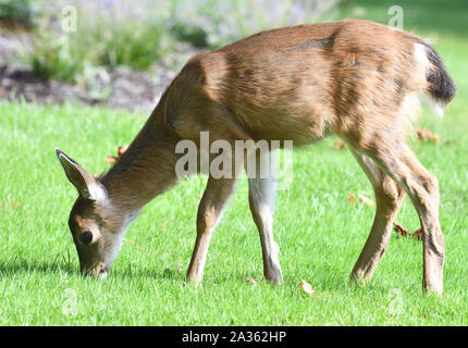 Une femelle de cerf de Virginie (Odocoileus virginianus) qui pature sur une pelouse d'hôtel. Quadra Island, île de Vancouver, Colombie-Britannique, Canada, Banque D'Images
