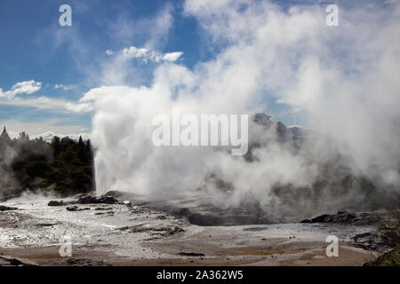 Geysir en Te Puia park à Rotorua, île du Nord Banque D'Images