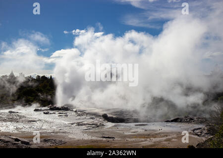 Geysir en Te Puia park à Rotorua, île du Nord Banque D'Images