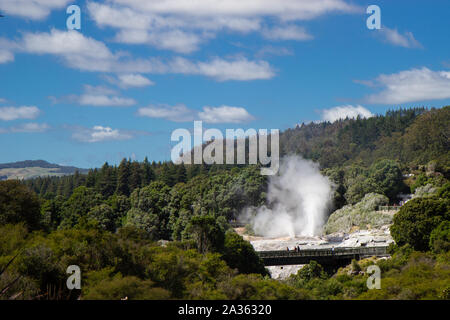 Geysir en Te Puia park à Rotorua, île du Nord Banque D'Images