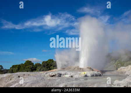 Geysir en Te Puia park à Rotorua, île du Nord Banque D'Images