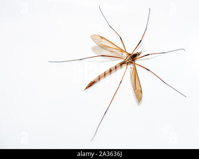 Crane Fly sur fond blanc Banque D'Images