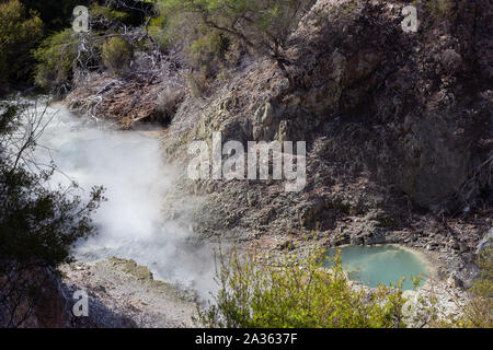 Geysir en Te Puia park à Rotorua, île du Nord Banque D'Images