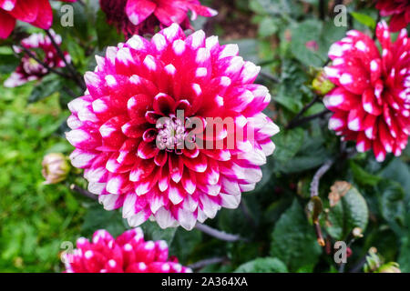 Dahlia 'Karma Yin Yang', Dahlias Banque D'Images