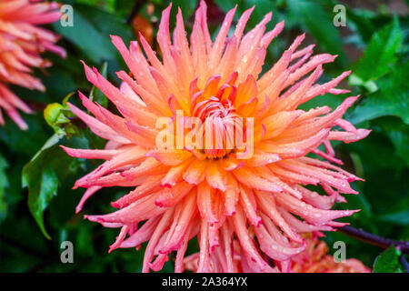 Dahlia 'Nutley Sunrise', Dahlias Orange Dahlia cactus Banque D'Images