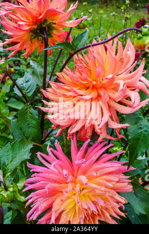 Orange Dahlia 'Nutley Sunrise', Dahlias Dahlia cactus Banque D'Images