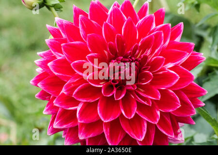 Fleur de Dahlia rouge 'Canby Centennial', Dahlias Banque D'Images