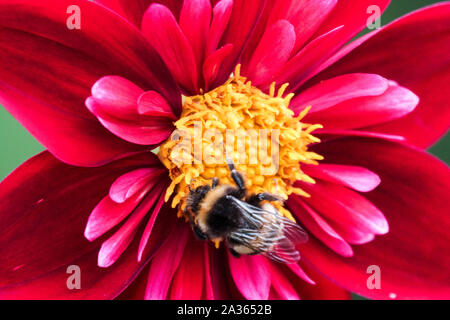 Dahlia 'don Hill', abeille Dahlias sur la fleur d'octobre Banque D'Images