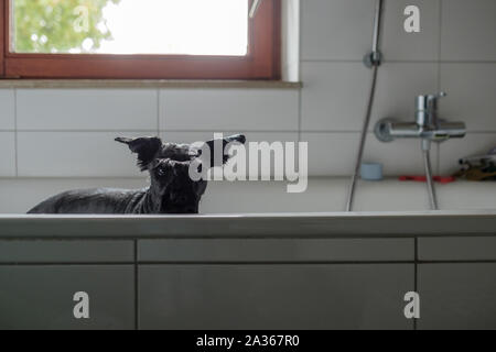 Petit schnauzer noir humide dans la salle de bains Banque D'Images