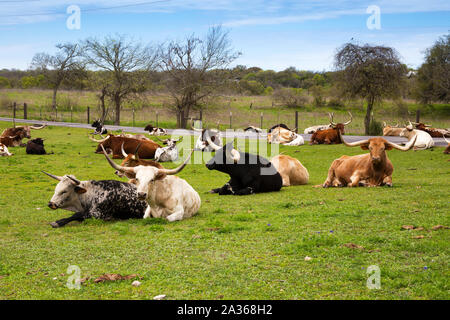 Longhorn Cattle se reposant dans un pré Banque D'Images