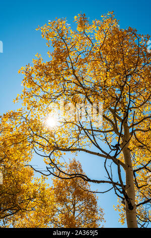 Feuillage d'automne aux couleurs de l'automne, trembles, Aspen Ridge, le centre du Colorado, USA Banque D'Images