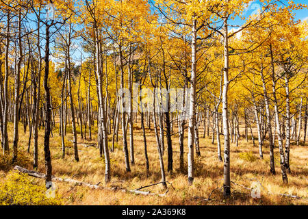 Feuillage d'automne aux couleurs de l'automne, trembles, Aspen Ridge, le centre du Colorado, USA Banque D'Images