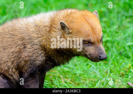 Speothos venaticus chien bush (profil), Banque D'Images