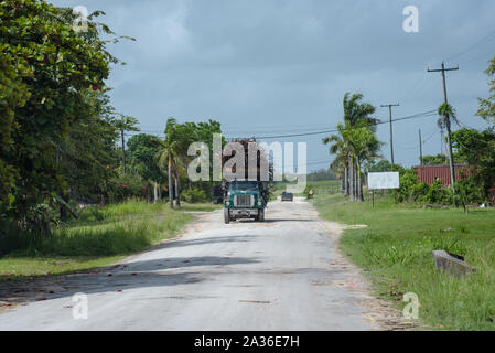 La canne à sucre, complètement chargé sur camion road à Orange Walk, Belize. Banque D'Images