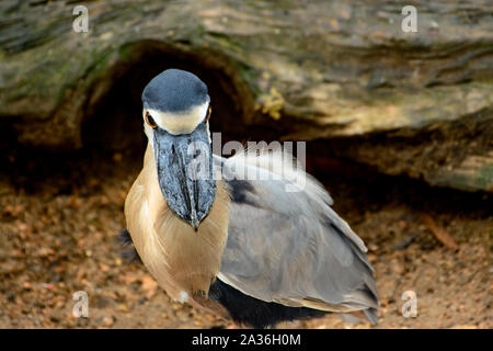 Boat-billed heron (Cochlearius cochlearius) à la ligne droite Banque D'Images