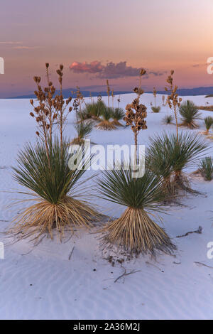 Coucher du soleil dans le White Sands National Monument, Nouveau-Mexique, États-Unis Banque D'Images