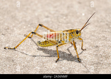 Romalea microptera, communément connu sous le nom de Eastern lubber grasshopper ou Floride lubber grasshopper Banque D'Images