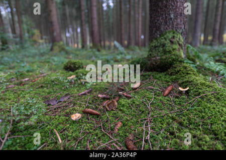 Les champignons et pommes dans une forêt moussue, vert. Banque D'Images