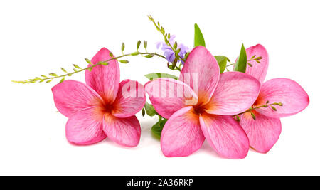 Fleurs de frangipanier rouge avec des feuilles isolées sur fond blanc Banque D'Images