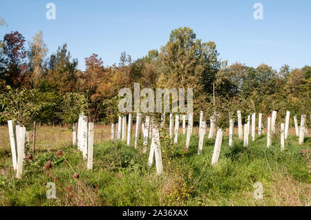 Le reboisement avec des plants de l'arbre avec des tubes en plastique autour de la croissance de la tige en lignes Banque D'Images