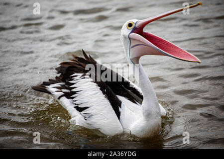 Close up of Pelican avec bec grand ouvert flottant sur la mer Banque D'Images