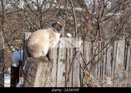 Un beau chat siamois se trouve sur un poste en bois de travers et dans le soleil, dans le contexte d'une vieille clôture en bois et le jardin, à la campagne, sur Banque D'Images