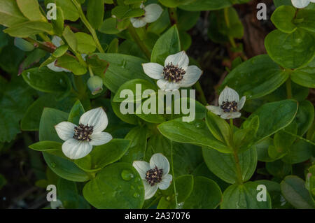 Dwarf Cornel (Cornus suecica) croissant dans des bois humides, Hilmo Norvège Banque D'Images
