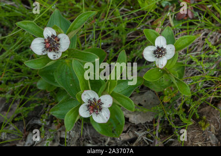 Dwarf Cornel (Cornus suecica) croissant dans des bois humides, Hilmo Norvège Banque D'Images